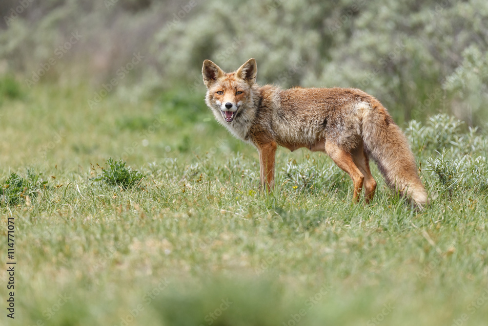 Red fox in nature on a sunny day Red fox in nature on a sunny day