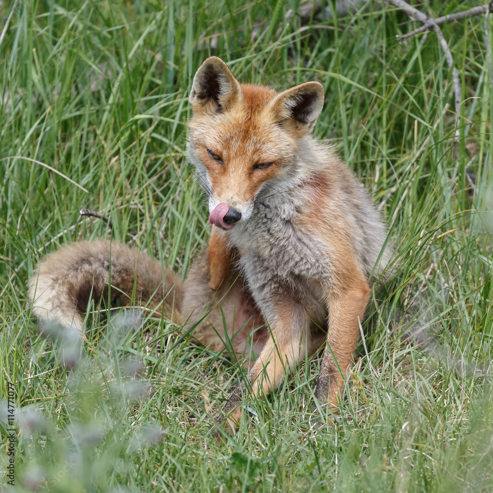 Obraz premium Red fox in nature on a sunny day