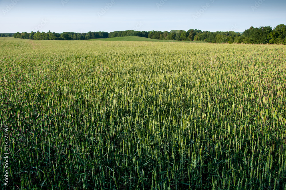 Young wheat ears and blue sky