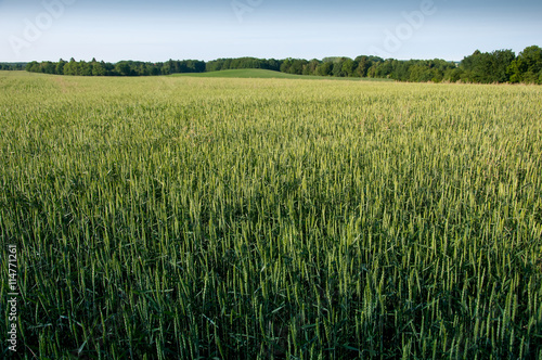 Young wheat ears and blue sky