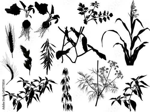 set of agricultural plants silhouettes isolated on white