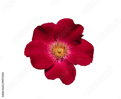 Flower garden roses, isolated on a white background.