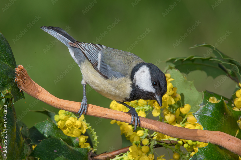 Obraz premium Bird in wildlife