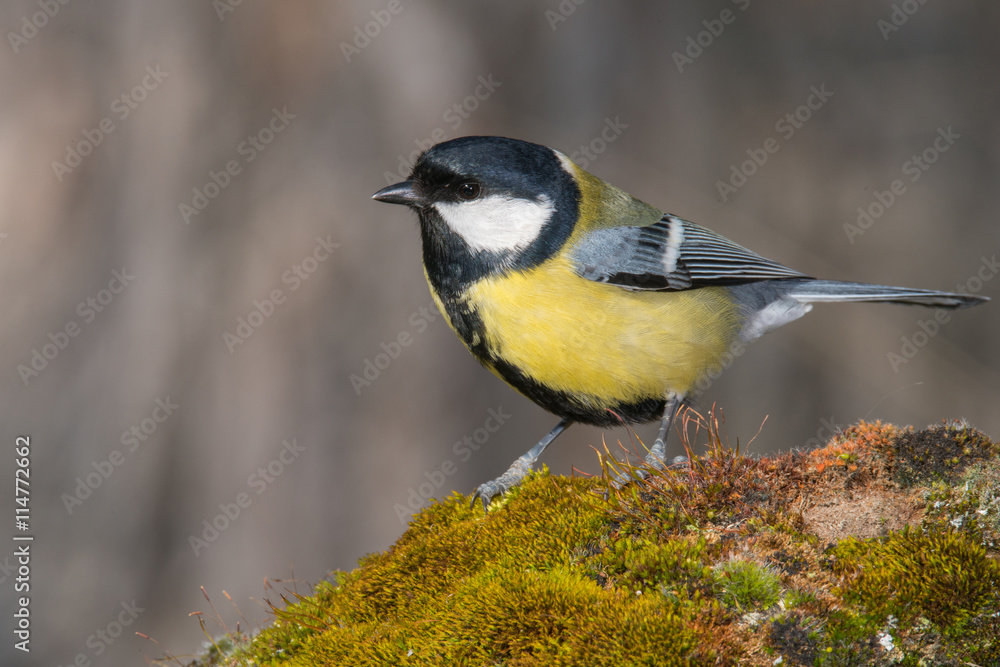 Fototapeta premium Bird in wildlife