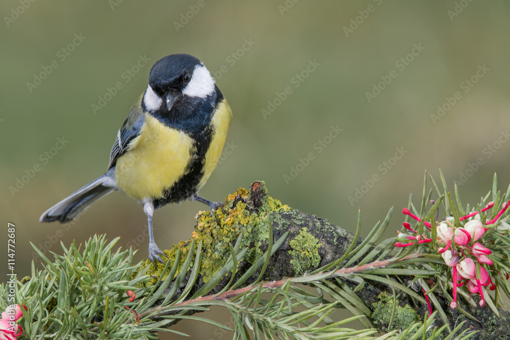 Bird in wildlife Bird in wildlife
