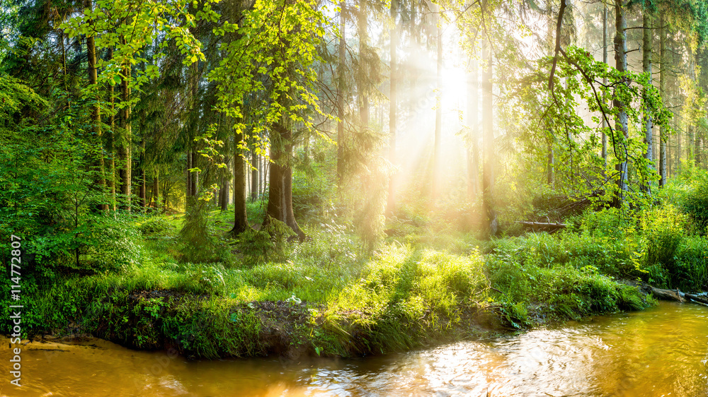 Fototapeta premium Wald mit Bach bei Sonnenaufgang