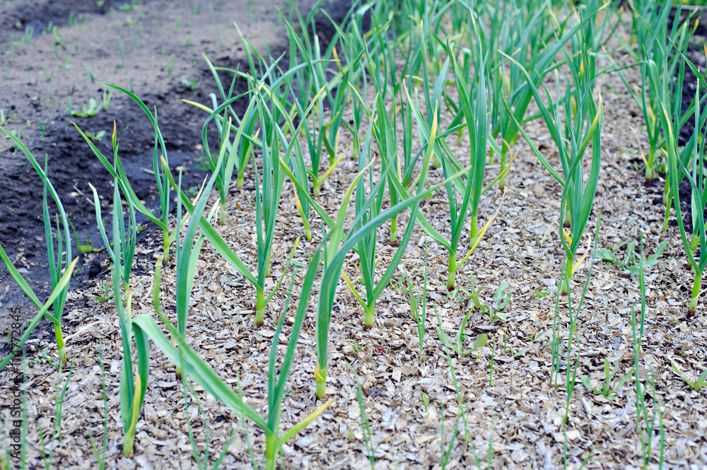 The garden with green onions.