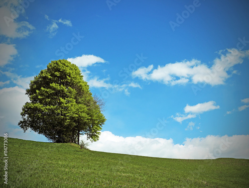 tree in the middle of the green meadow in summer