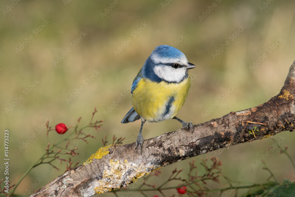 Obraz premium Bird in wildlife