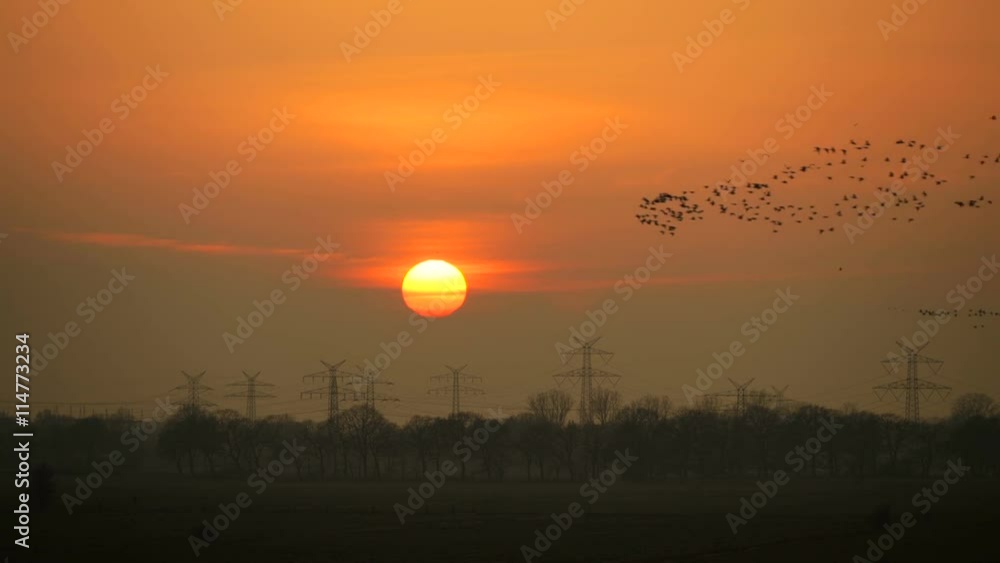 Hundreds of goose flying in front of sunset. High-voltage power transmission line and electricity pylons at the horizon. Hundreds of goose flying in front of sunset. High-voltage power transmission line and electricity pylons at the horizon.