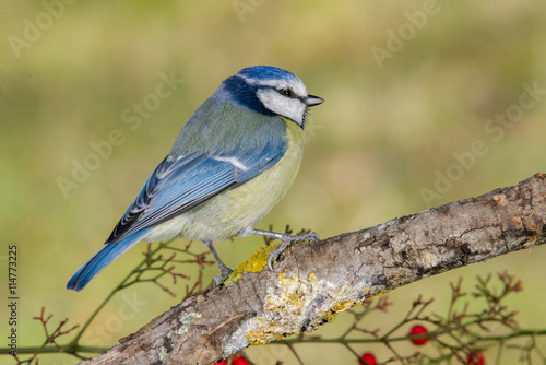 Bird in wildlife © matutebirds