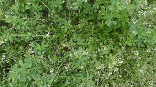 Fly over grass. Filmin from the top photo