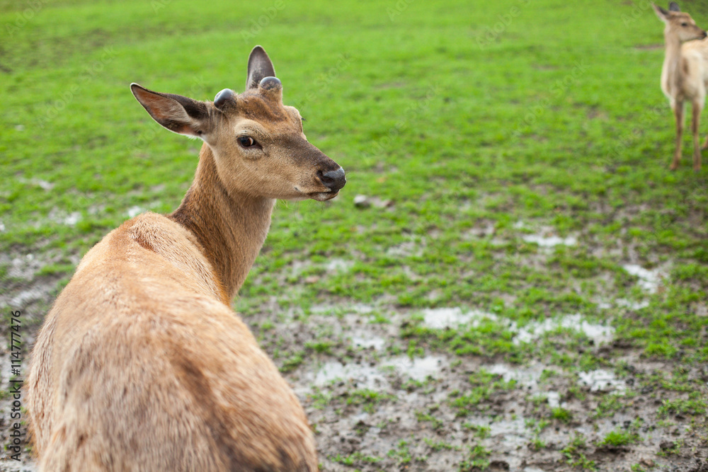 Fototapeta premium Deer on the meadow