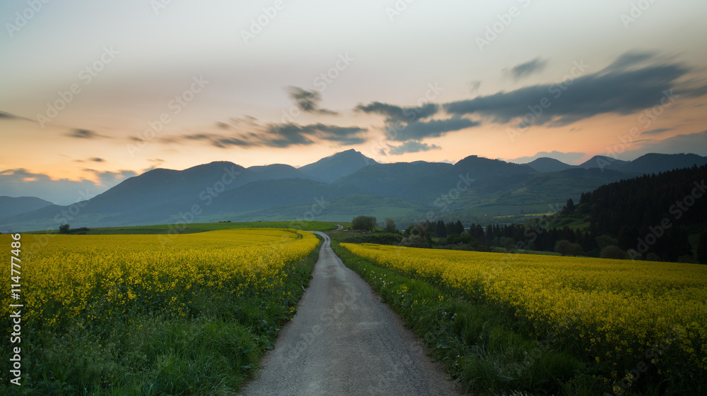 Obraz premium Colza field view