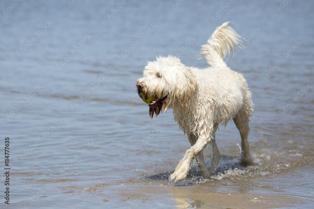 Hund am Meer/Strand