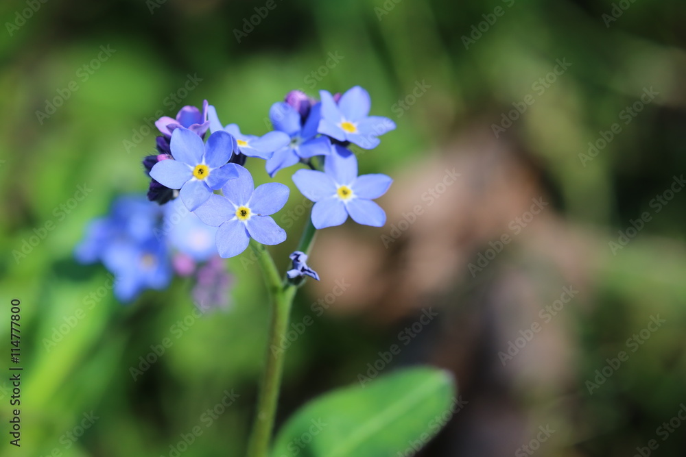 Wood forget-me-not (Myosotis sylvatica) with blue blossoms Wood forget-me-not (Myosotis sylvatica) with blue blossoms