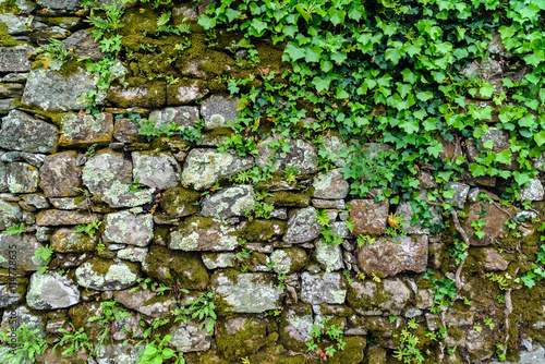 old wall with ivy