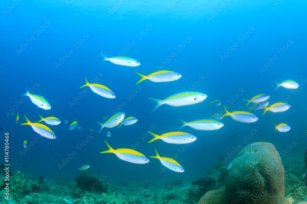 Fototapeta premium Fusilier fish on underwater coral reef