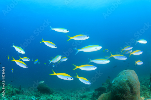 Fusilier fish on underwater coral reef