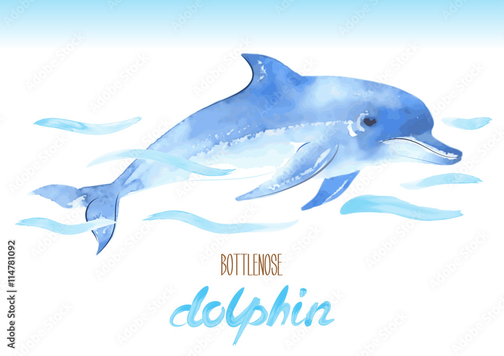 Obraz premium Bottlenose Dolphin. Hand drawn vector watercolor illustration. Tursiops truncatus.
