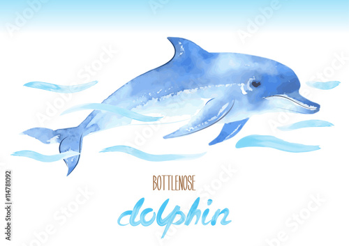 Bottlenose Dolphin. Hand drawn vector watercolor illustration. Tursiops truncatus.