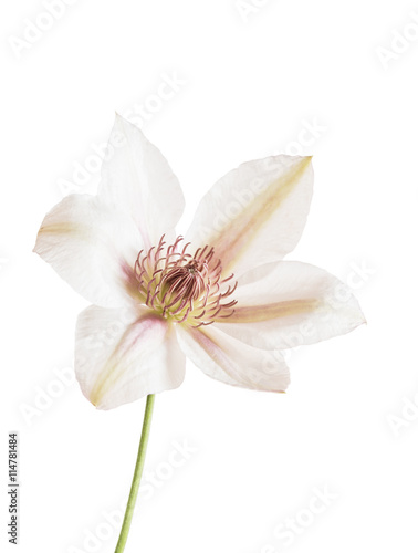 clematis flower