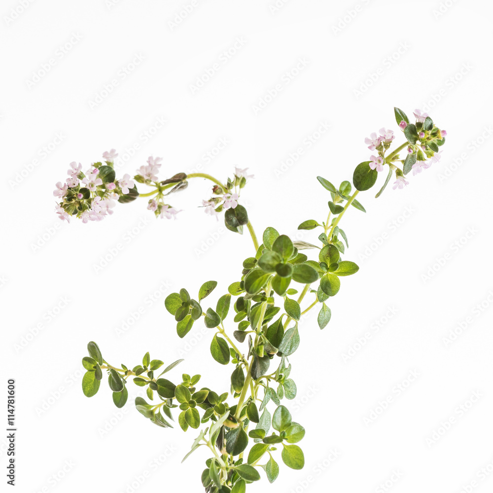 thyme flowers isolated Stock Photo Adobe Stock