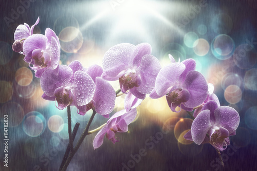 Fototapeta Naklejka Na Ścianę i Meble -  Purple orchid in the rain