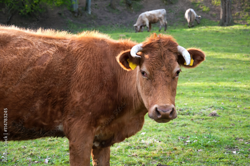 Cow grazing on a lovely green pasture Cow grazing on a lovely green pasture