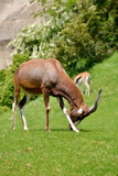 Antilope bruca sul prato verde