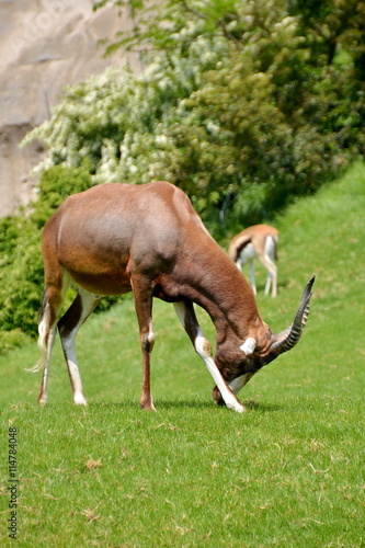 Fototapeta Naklejka Na Ścianę i Meble -  Antilope bruca sul prato verde