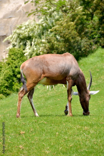 Fototapeta Naklejka Na Ścianę i Meble -  Antilope bruca sul prato verde