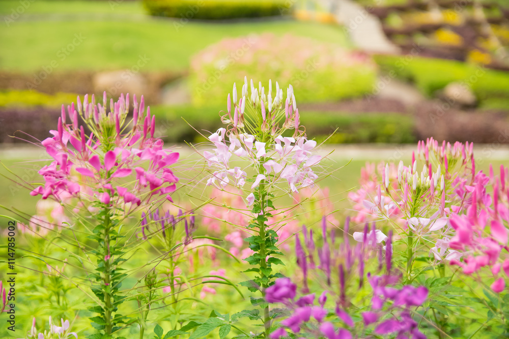 Obraz premium Beautiful flowers in the garden and blur background
