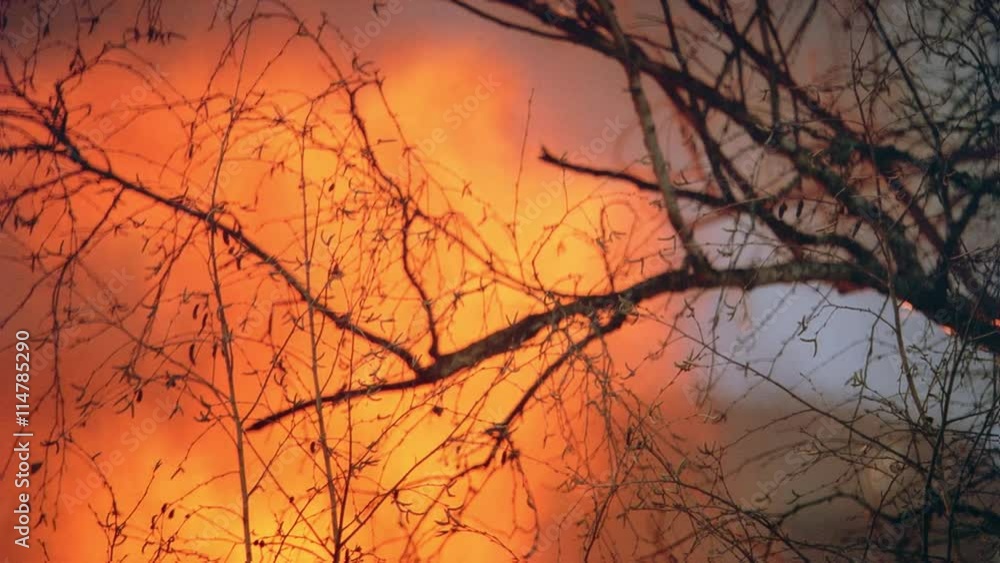 Flaming branch silhouetted against orange blaze Flaming branch silhouetted against orange blaze