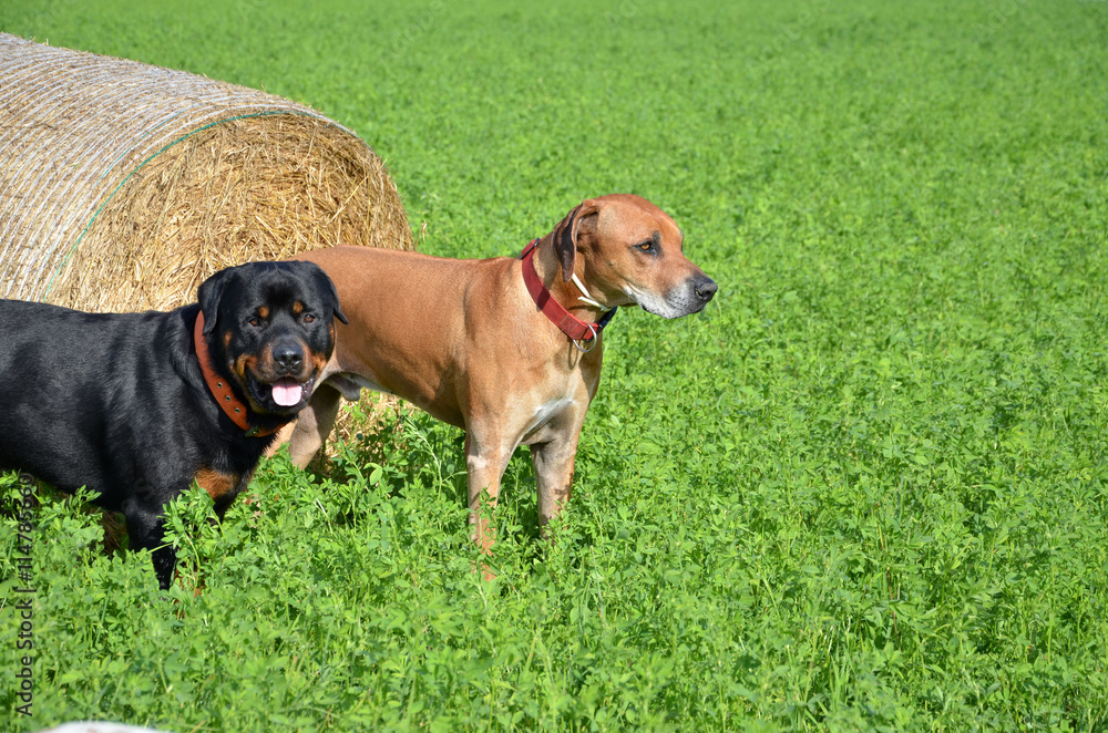 Brown ridgeback and black rottweiler stand on green field next to roll of straw