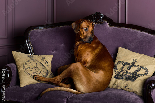 Rhodesian Ridgeback dog sitting on a sofa