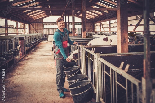 Young farmer feeding calf in the cowshed in dairy farm.