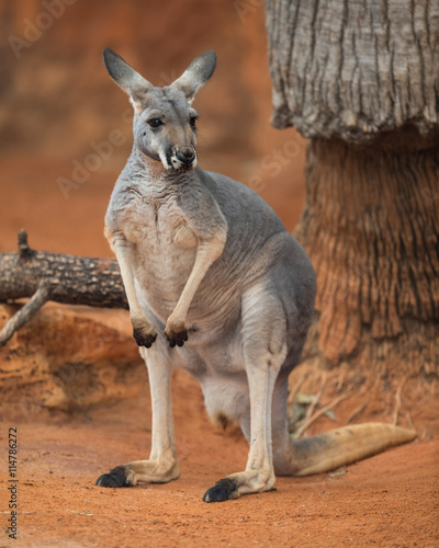 Canvas Print Red kangaroo (Macropus rufus) portrait
