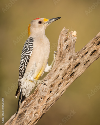 Golden-fronted Woodpecker (Melanerpes aurifrons) standing in profile on perch