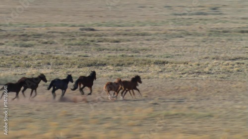 Aerial view of wild horses running on Arizona mesa