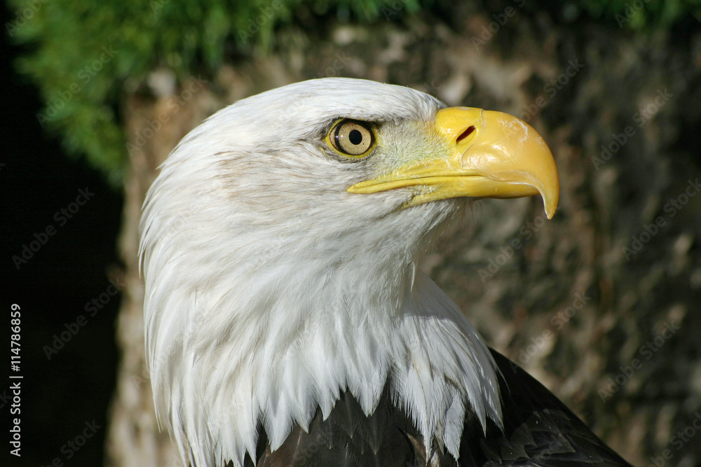 Obraz premium Bald eagle