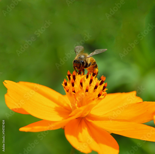 bee on flower © pairoj