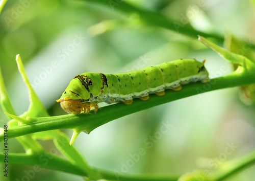 Swallowtail butterfly larvae