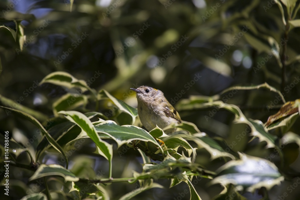 Goldcrest (Regulus Regulus)