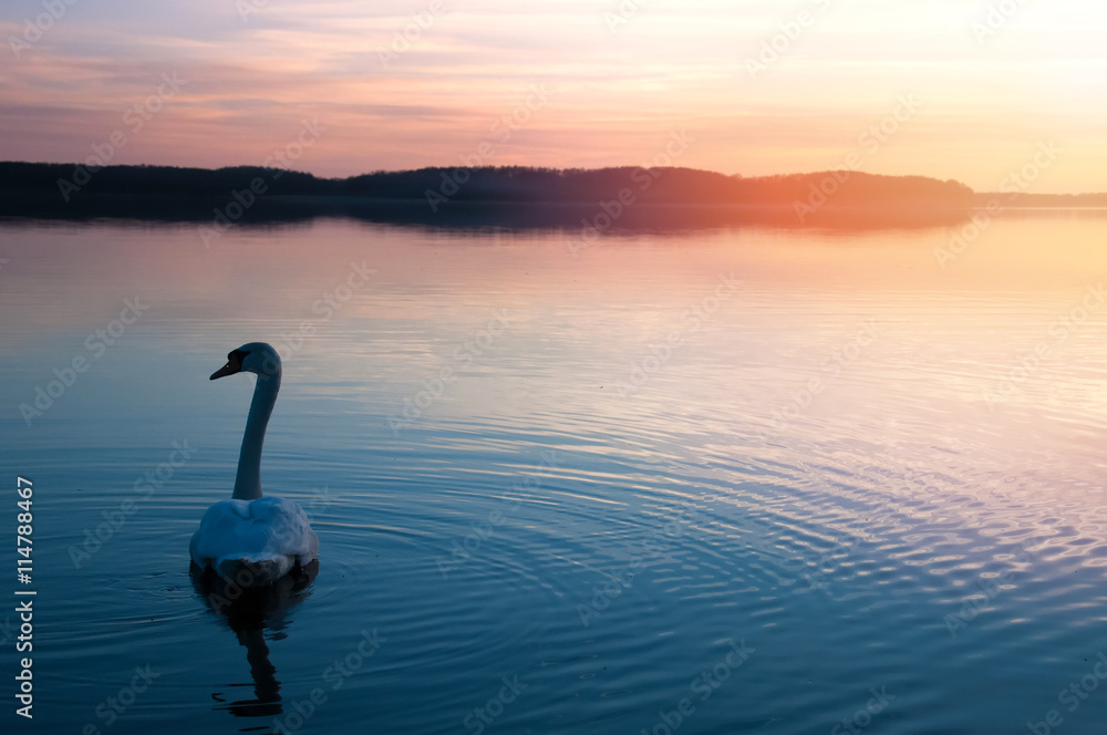 Fototapeta premium Swan on the lake