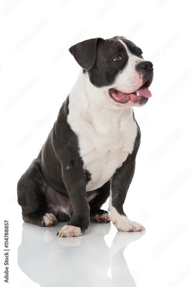 Bulldogge Bulldogge