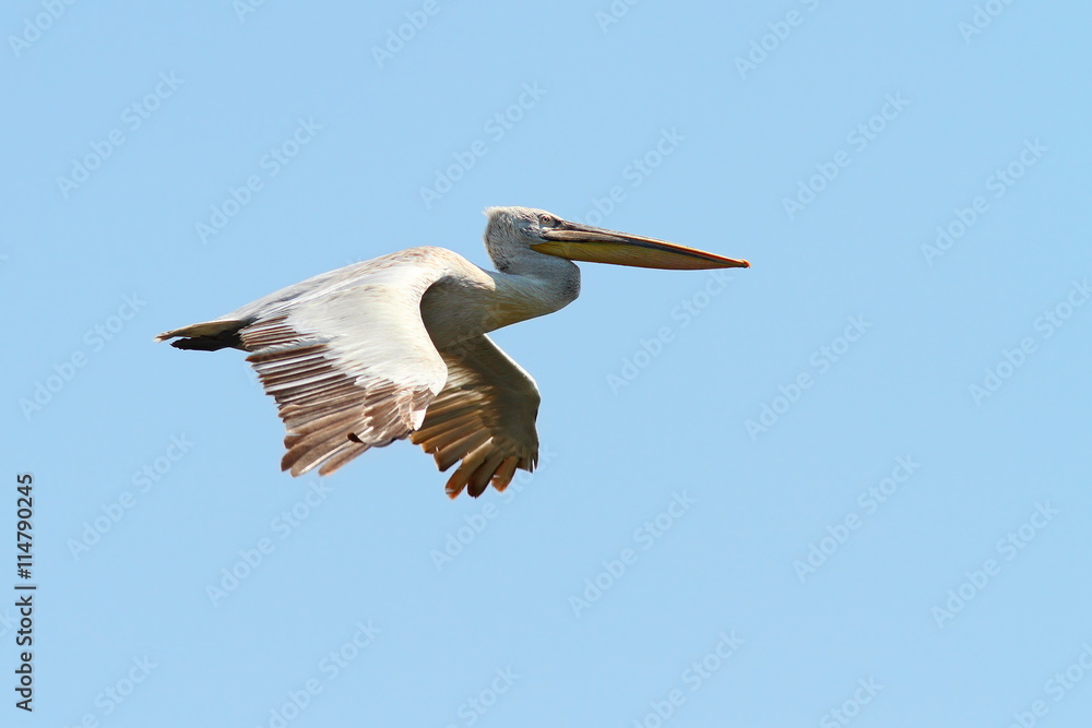 Fototapeta premium dalmatian pelican in fligh