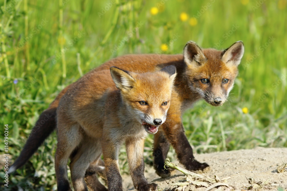 Naklejka premium european red fox wild cubs