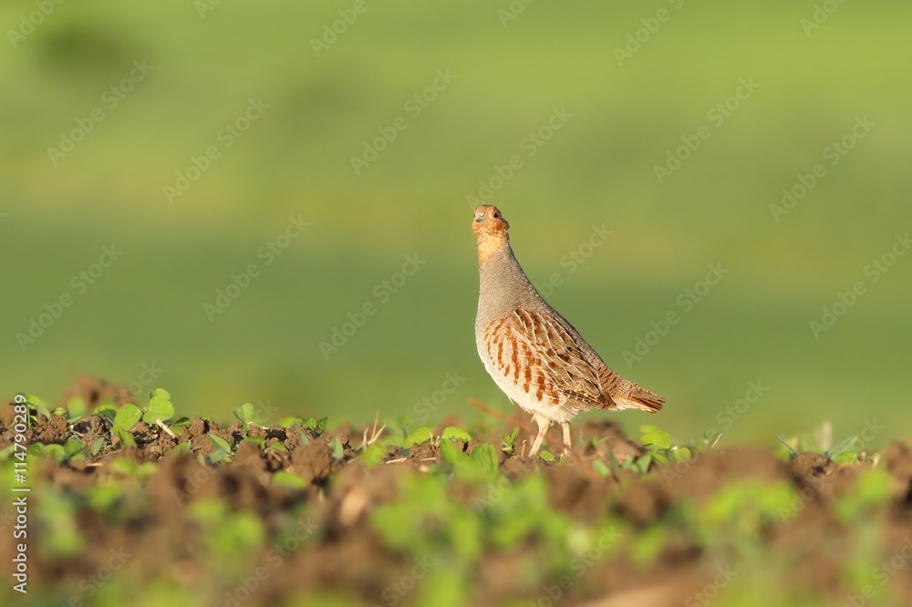 grey partridge looking at camera grey partridge looking at camera
