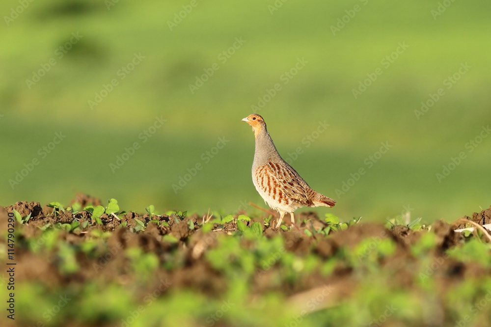 grey partridge on agricultural field grey partridge on agricultural field